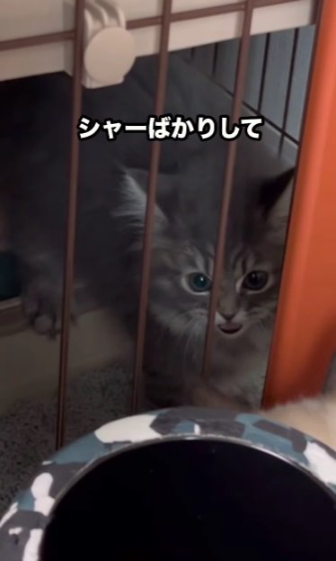 シャーとする猫