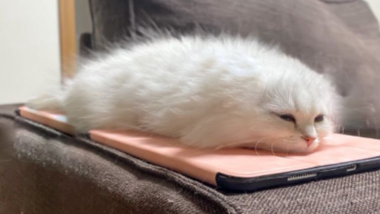 寝ている猫