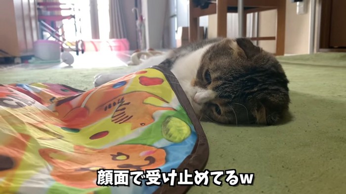 横になる猫