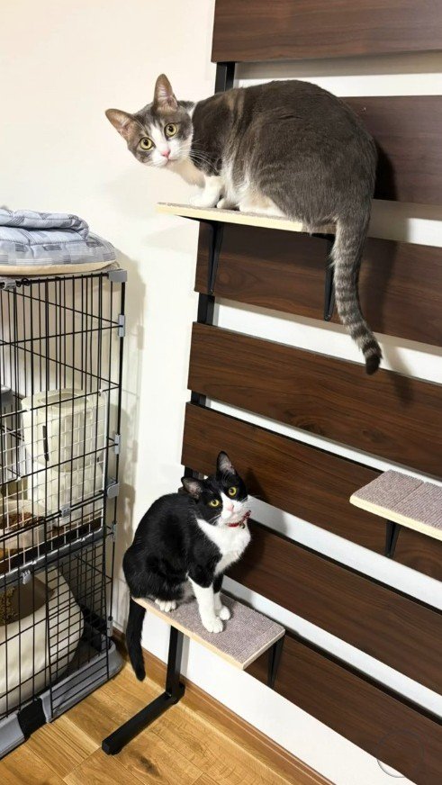 室内で遊ぶ2匹の猫