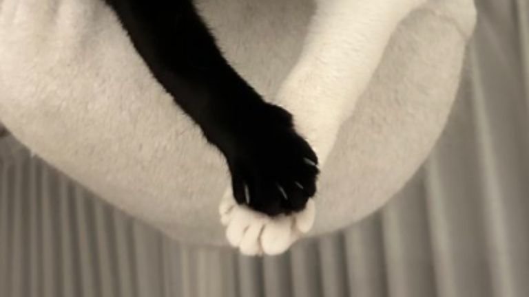 ハンモックにいる猫たち