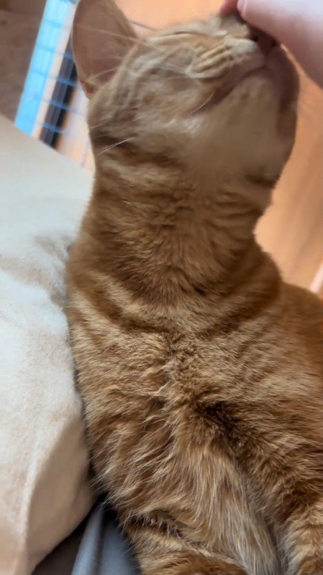 なでられる猫