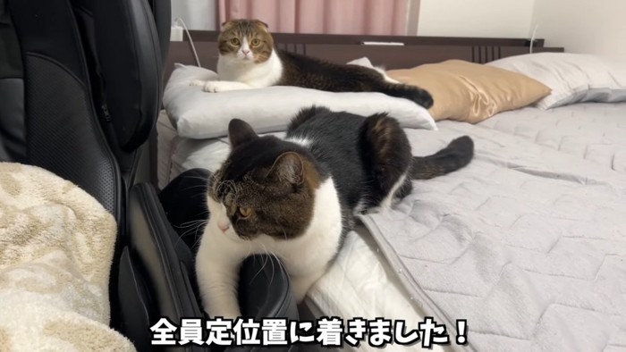 座る2匹の猫