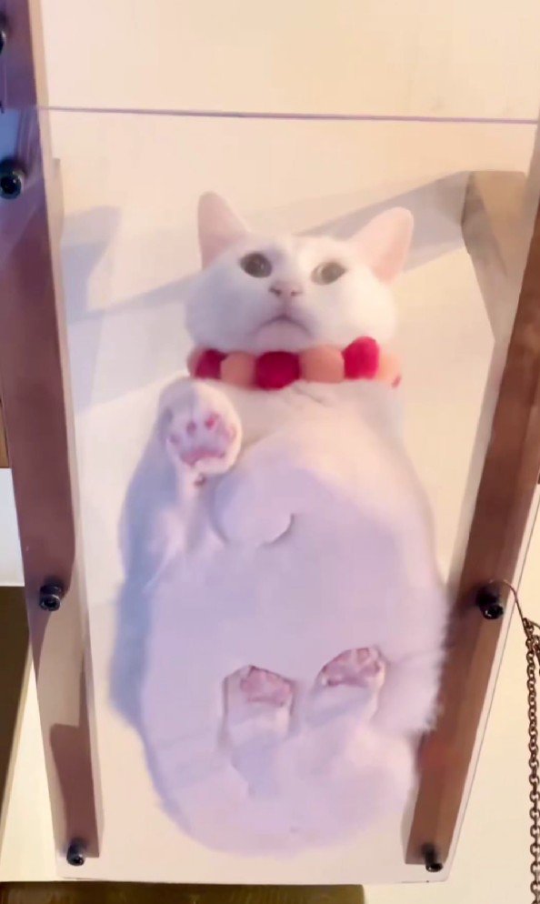 キャットウォークに座る猫