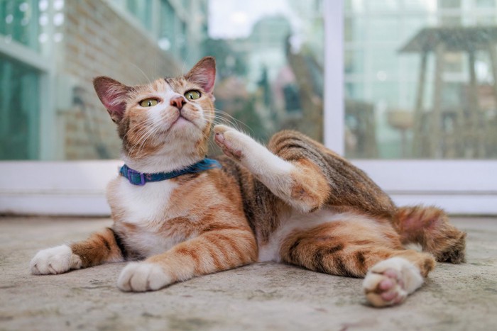 耳が気になる猫