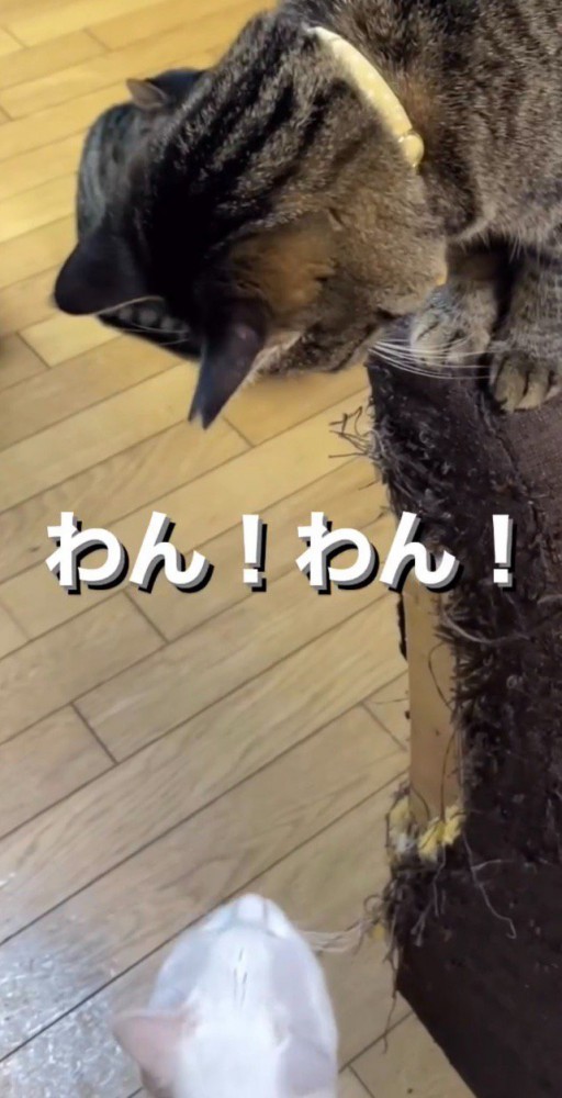 犬にように鳴くさよちゃん