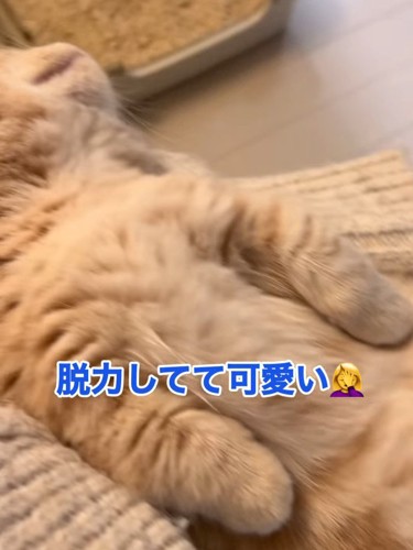 寝ている猫の前足