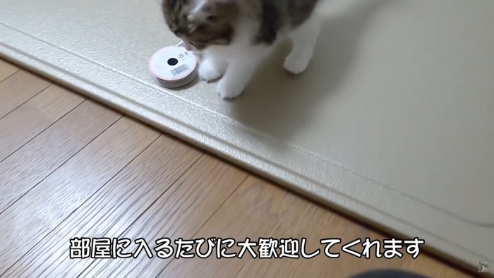 床を歩く猫