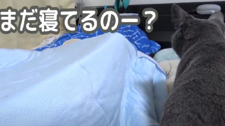 ベッドの上にいる猫