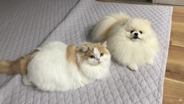 二匹揃って決め顔