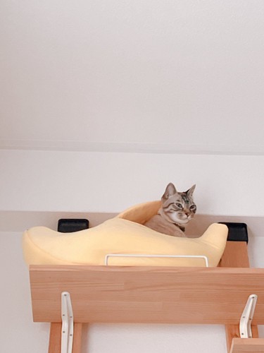 猫ベッドから顔を出す猫