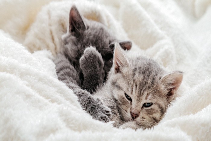 顔を隠す子猫と鋭い目つきの子猫