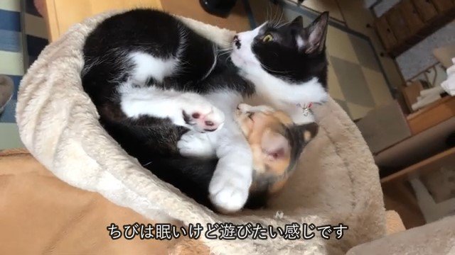 同じ方向を見る猫と子猫