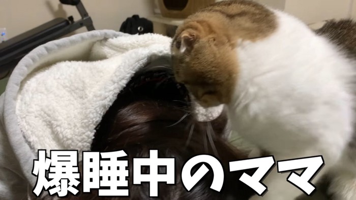 飼い主さんの頭を見る猫