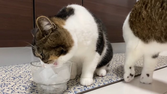 氷をかじろうとする猫