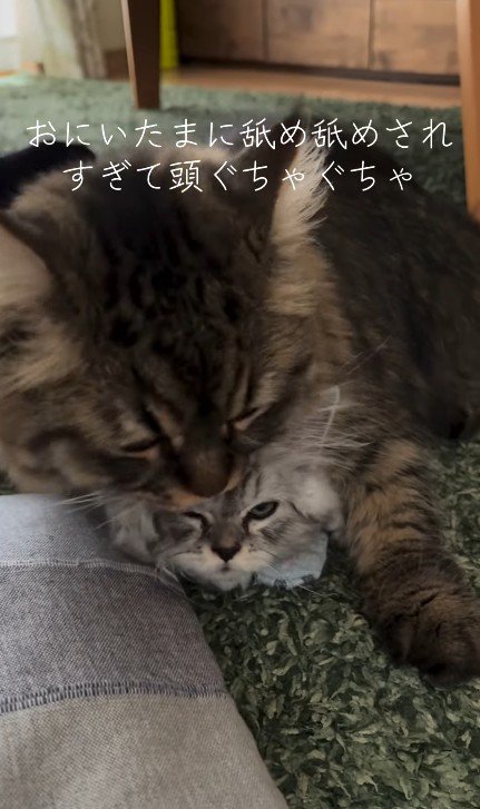 子猫を毛づくろいする猫