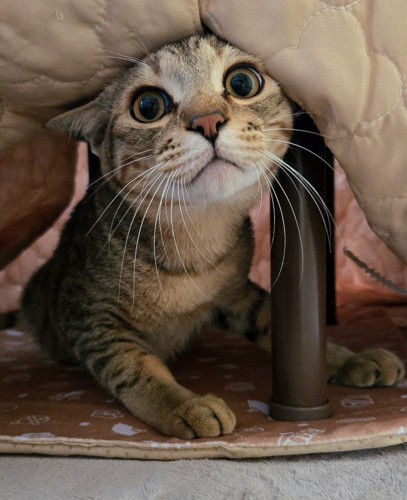 布団から顔を出すキジトラ猫