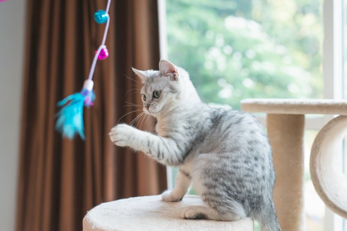 キャットタワーの上で遊ぶ猫