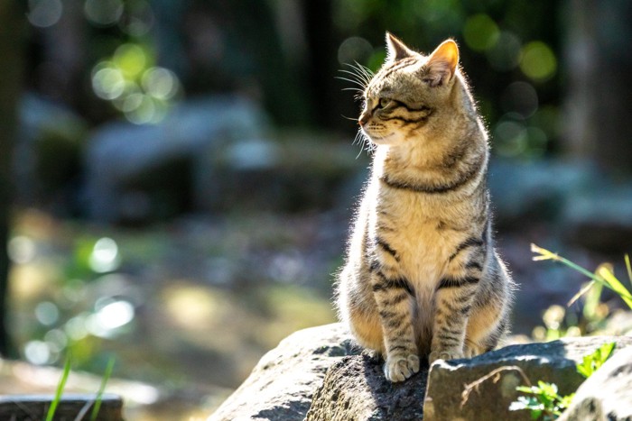 キレイな野良猫