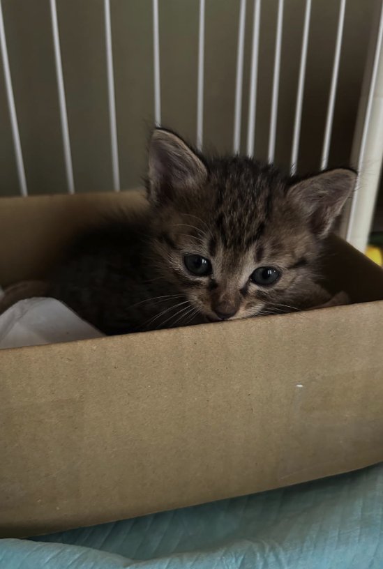 段ボールの中に入った子猫