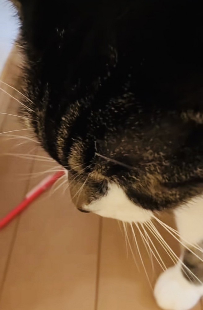 投稿主さんがいなくて寂しそうに佇む保護猫