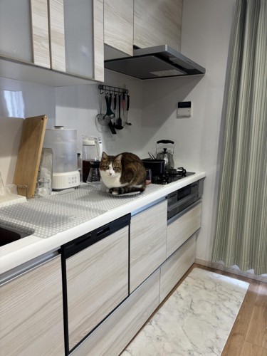 キッチンにいる猫
