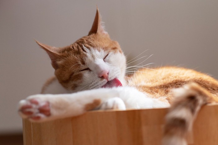 毛繕いする茶トラ猫