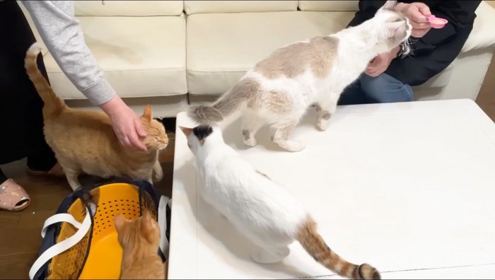 テーブルの上に飛び乗る猫たち