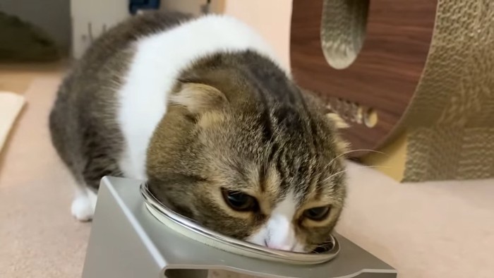 食事中の猫