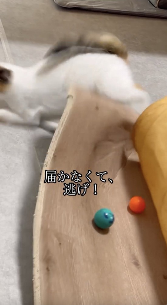 緑のボールに手が届かず逃げる猫