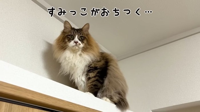 長毛種の猫