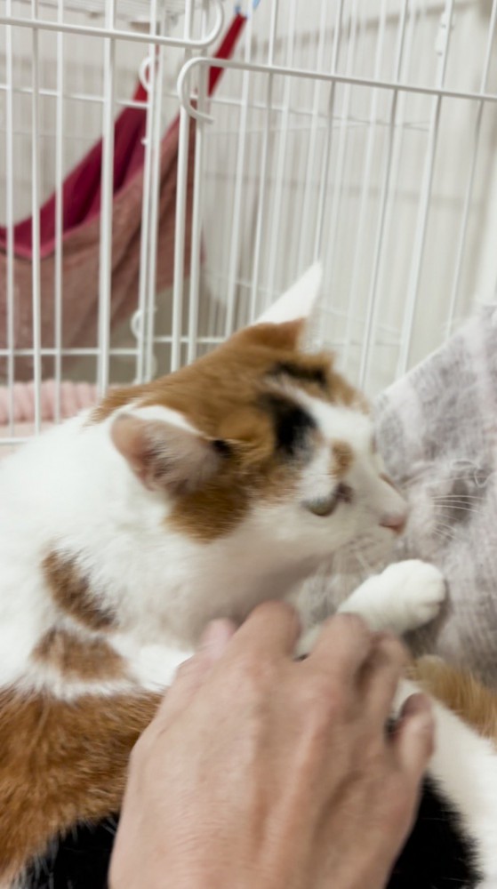 投稿者の近くで穏やかな顔をする猫