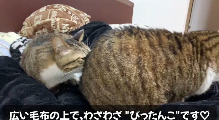 お尻をくっつける猫