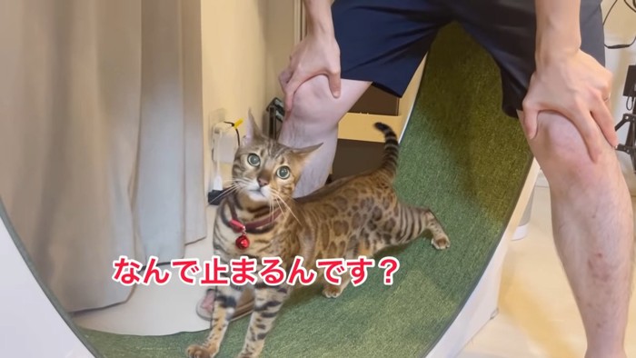 カメラを見る猫