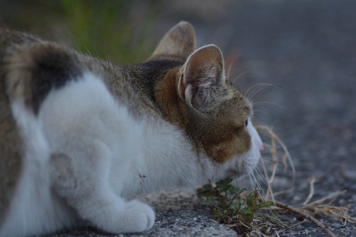 獲物を狙う野良猫