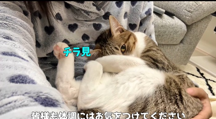 見つめる猫