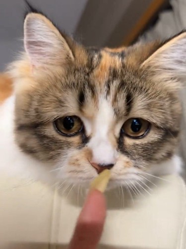人の指に顔を近づける猫