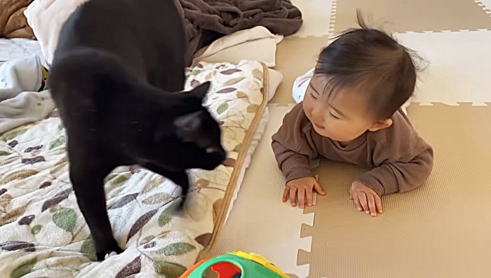 向かい合う猫と赤ちゃん