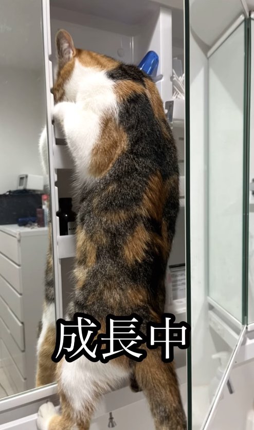 洗面台に登る猫