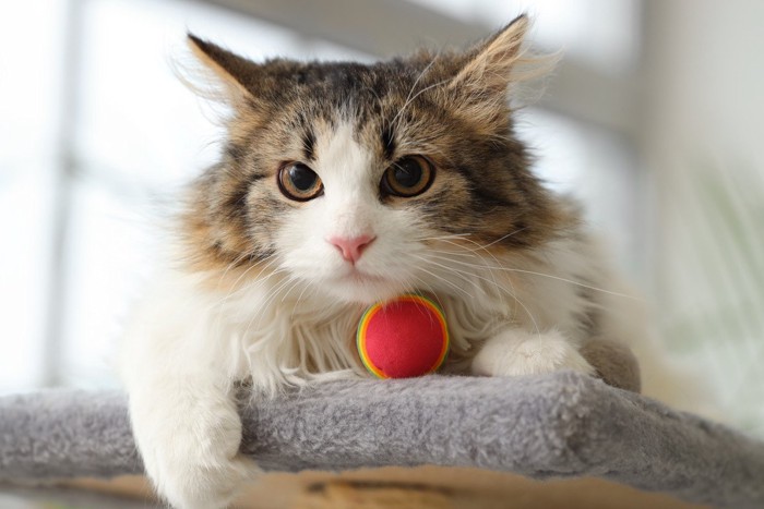 猫とボール
