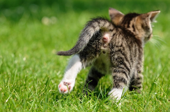 草むらを走る子猫の後ろ姿