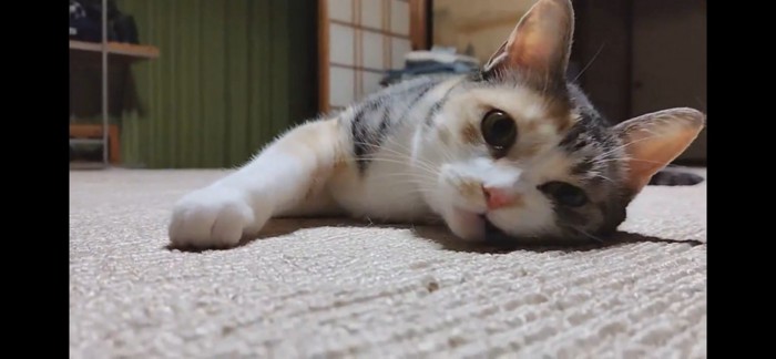 カーペットで足をフミフミするハチワレ猫