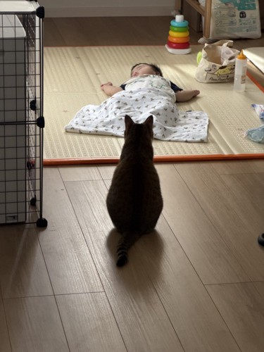 寝ている赤ちゃんを見つめる猫の後ろ姿