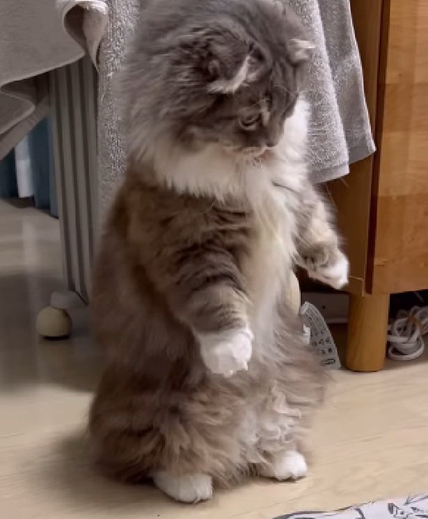 真剣な表情の猫