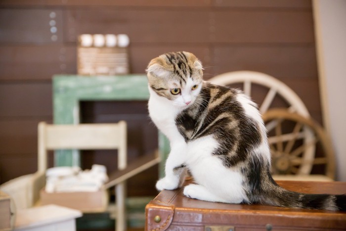 ちょっと困り顔の猫