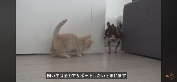 遊んでいる犬猫