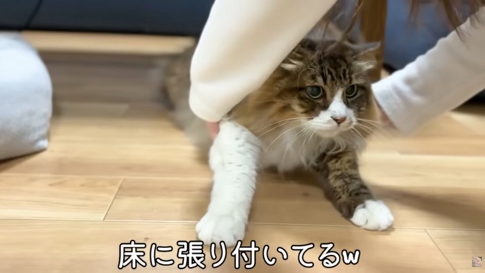 床に張り付いているぽこまる