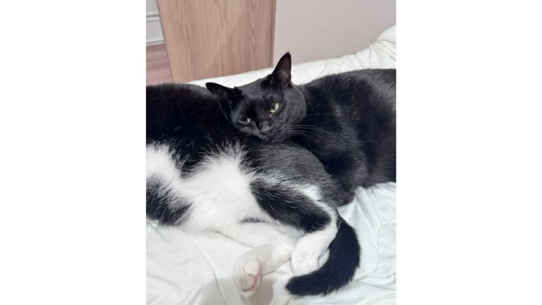 寝ている猫