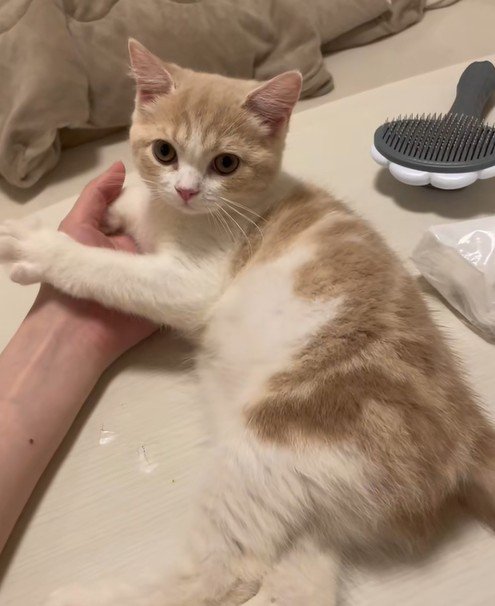 かまってアピールをする猫