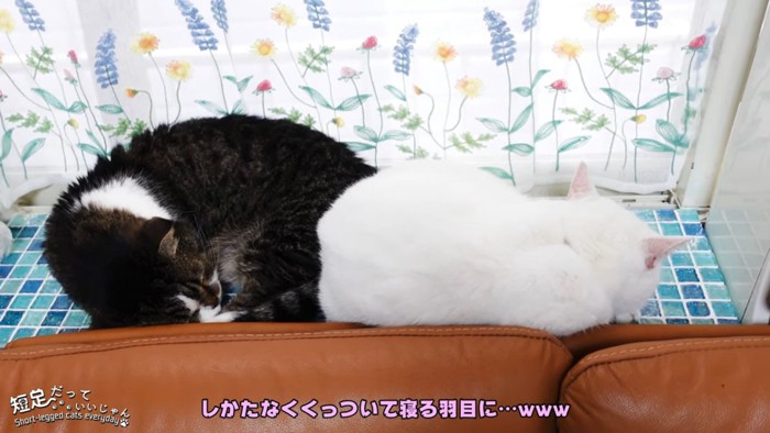 寝ている2匹の猫